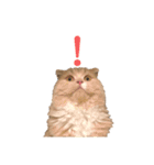 猫好きな我、大勝利なスタンプ（個別スタンプ：10）