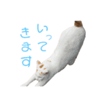 猫好きな我、大勝利なスタンプ（個別スタンプ：11）