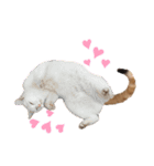 猫好きな我、大勝利なスタンプ（個別スタンプ：12）