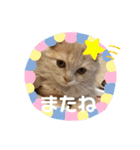 猫好きな我、大勝利なスタンプ（個別スタンプ：15）