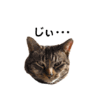 猫好きな我、大勝利なスタンプ（個別スタンプ：16）