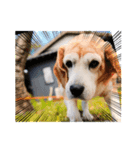 ビーグル犬とトイプードルのスタンプ（個別スタンプ：2）