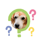 ビーグル犬とトイプードルのスタンプ（個別スタンプ：4）