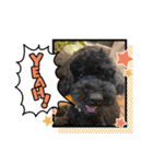ビーグル犬とトイプードルのスタンプ（個別スタンプ：5）