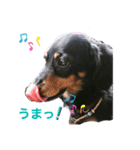 ダックスのなにげない日常1（個別スタンプ：6）