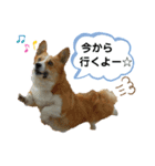 コーギーのみづきちゃん（個別スタンプ：1）