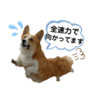 コーギーのみづきちゃん（個別スタンプ：2）