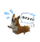 コーギーのみづきちゃん（個別スタンプ：3）