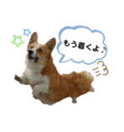 コーギーのみづきちゃん（個別スタンプ：4）