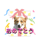 コーギーのみづきちゃん（個別スタンプ：5）