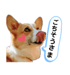 コーギーのみづきちゃん（個別スタンプ：9）