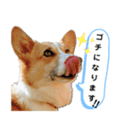 コーギーのみづきちゃん（個別スタンプ：10）