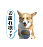 コーギーのみづきちゃん（個別スタンプ：12）