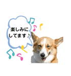 コーギーのみづきちゃん（個別スタンプ：20）