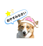 コーギーのみづきちゃん（個別スタンプ：23）