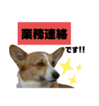 コーギーのみづきちゃん（個別スタンプ：24）