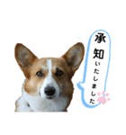 コーギーのみづきちゃん（個別スタンプ：25）