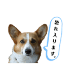 コーギーのみづきちゃん（個別スタンプ：26）
