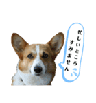 コーギーのみづきちゃん（個別スタンプ：28）