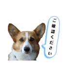 コーギーのみづきちゃん（個別スタンプ：29）
