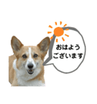 コーギーのみづきちゃん（個別スタンプ：30）