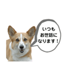 コーギーのみづきちゃん（個別スタンプ：31）
