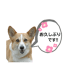 コーギーのみづきちゃん（個別スタンプ：32）
