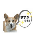 コーギーのみづきちゃん（個別スタンプ：33）