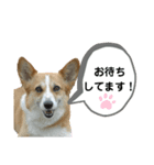 コーギーのみづきちゃん（個別スタンプ：34）