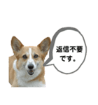 コーギーのみづきちゃん（個別スタンプ：35）