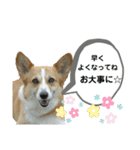 コーギーのみづきちゃん（個別スタンプ：36）