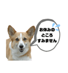 コーギーのみづきちゃん（個別スタンプ：37）