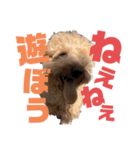 のありおの生活（個別スタンプ：12）