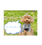 さぶやんが飼ってるLuke（個別スタンプ：8）
