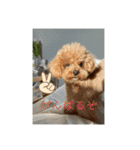 さぶやんが飼ってるLuke（個別スタンプ：9）