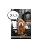 さぶやんが飼ってるLuke（個別スタンプ：11）