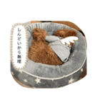 さぶやんが飼ってるLuke（個別スタンプ：15）