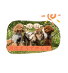 さぶやんが飼ってるLuke（個別スタンプ：22）