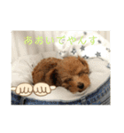 さぶやんが飼ってるLuke（個別スタンプ：26）