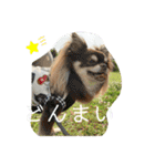 さぶやんが飼ってるLuke（個別スタンプ：28）