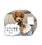 さぶやんが飼ってるLuke（個別スタンプ：31）