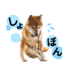 竜愛・奏海スタンプ（個別スタンプ：1）
