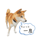竜愛・奏海スタンプ（個別スタンプ：21）
