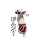 スムースチワワのレアくん 1（個別スタンプ：6）