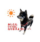柴犬スタンプ、飼ってください。（個別スタンプ：5）
