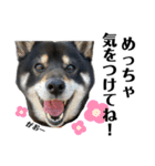 柴犬スタンプ、飼ってください。（個別スタンプ：6）