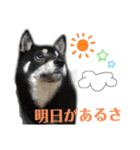 柴犬スタンプ、飼ってください。（個別スタンプ：8）