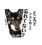 柴犬スタンプ、飼ってください。（個別スタンプ：10）