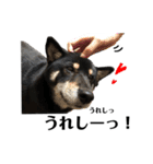 柴犬スタンプ、飼ってください。（個別スタンプ：11）