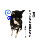 柴犬スタンプ、飼ってください。（個別スタンプ：15）
